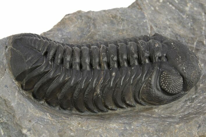 Detailed Austerops Trilobite - Ofaten, Morocco #325974